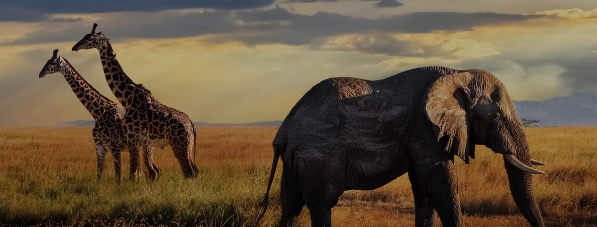 Afegeix Agile TV a la teva Fibra+Mòbil per molt poc! Afegeix Agile TV a la teva Fibra+Mòbil per molt poc!