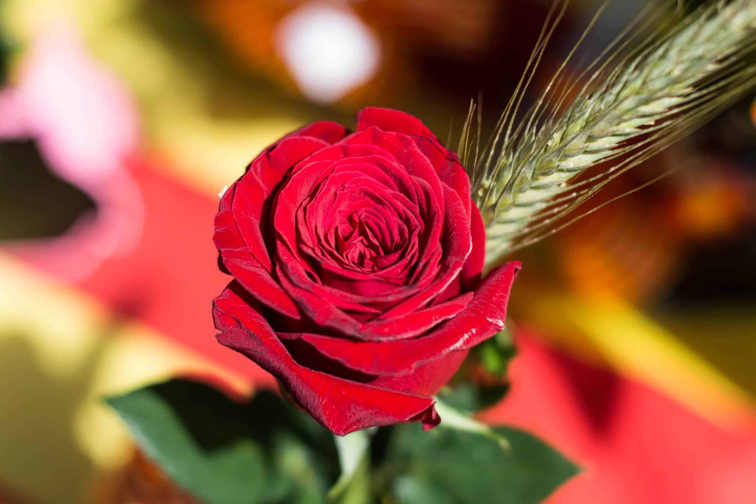 Roses Sant Jordi|||||